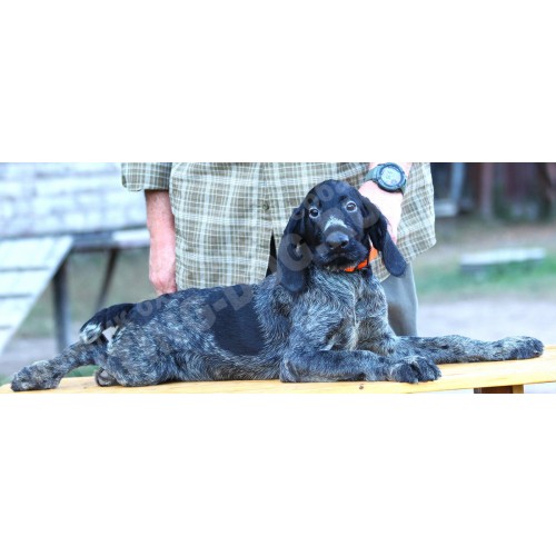 Породистый щенок из помета П сука №7 породы дратхаар Породистый щенок из помета П сука №7 породы дратхаар